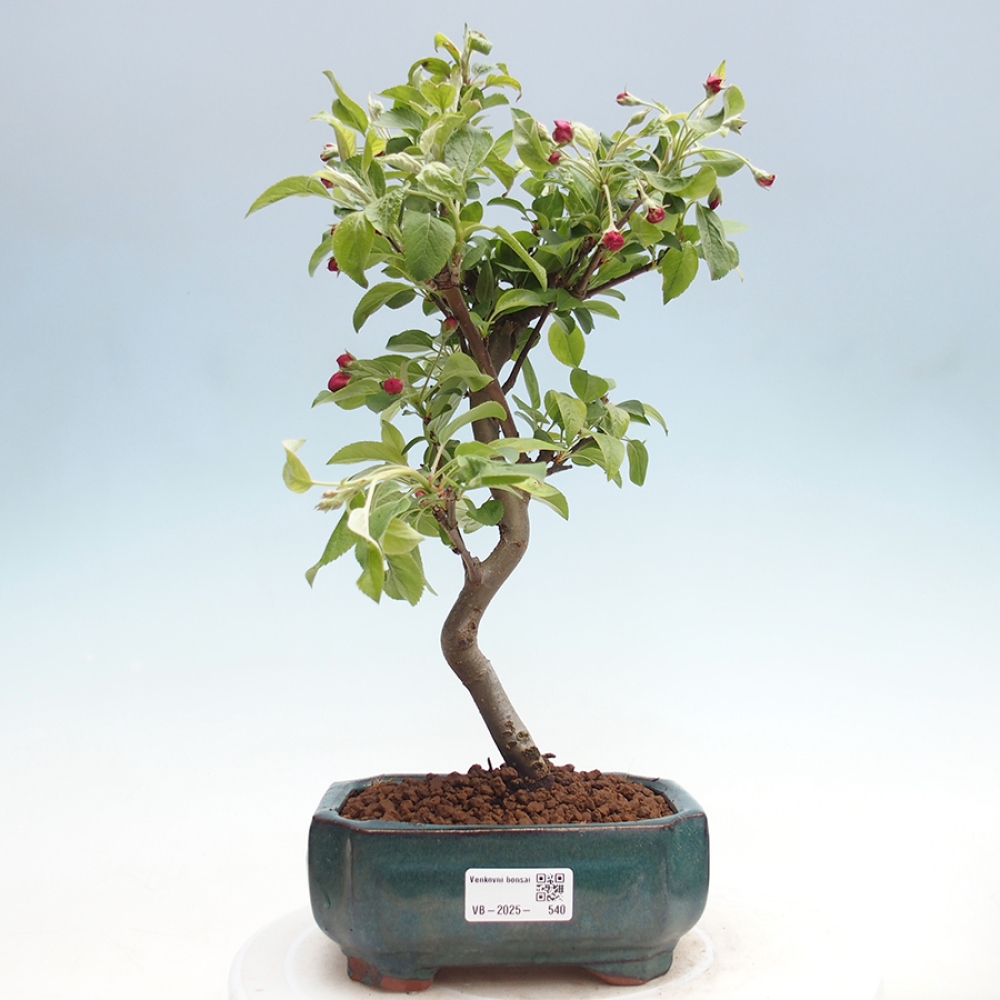 Bonsai im Freien - Malus halliana - Kleinfruchtiger Apfelbaum