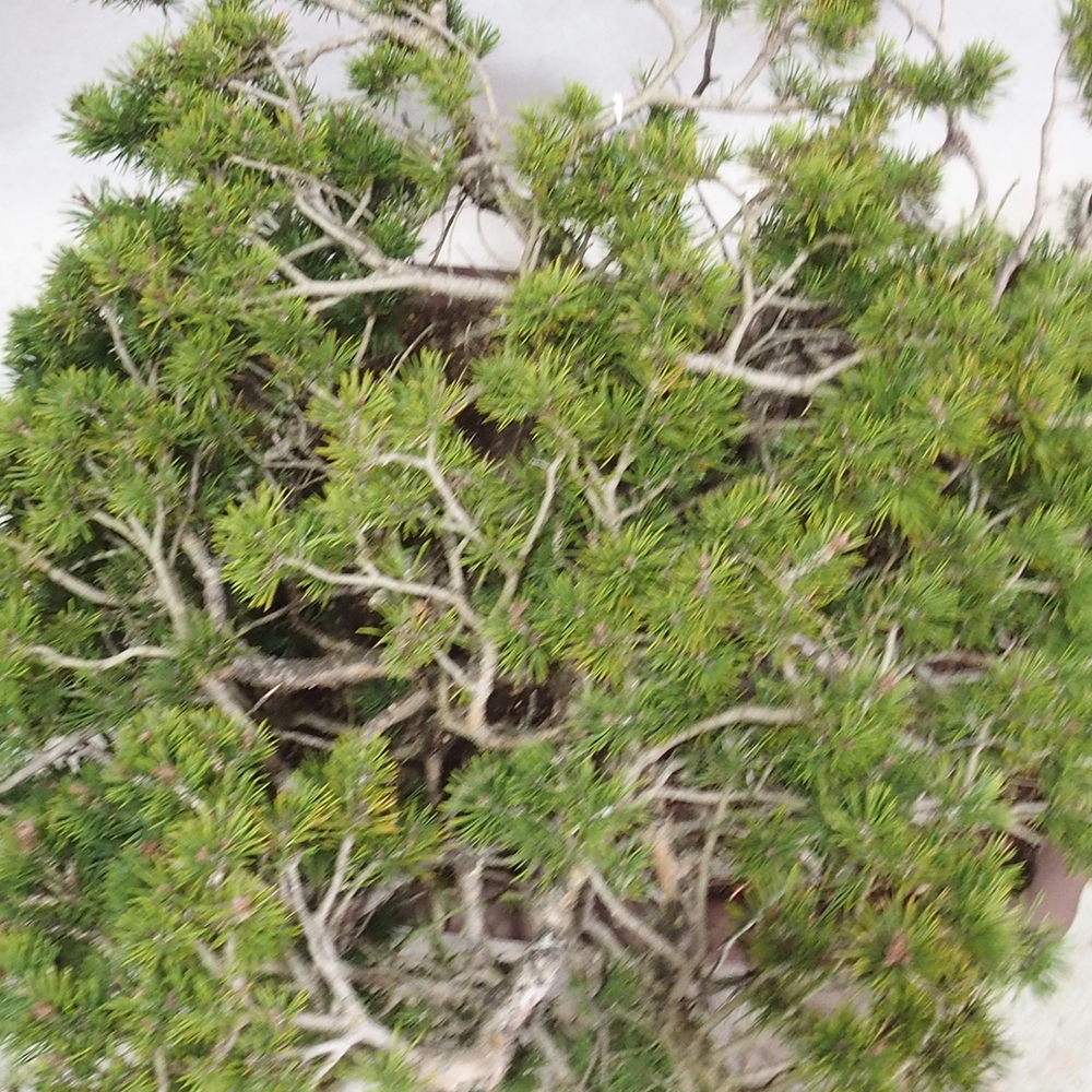 Yamadori - Pinus sylvestris 
