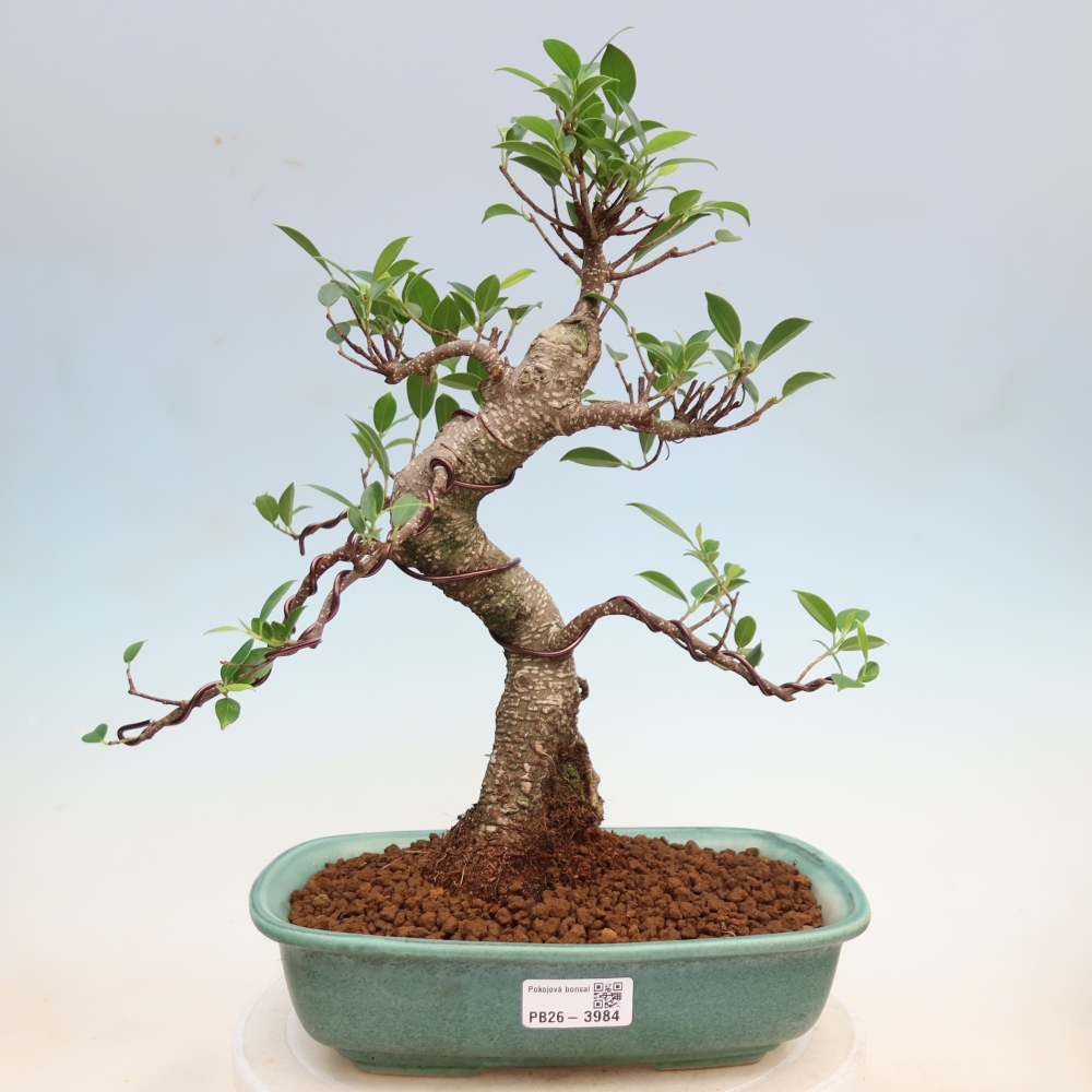 Zimmerbonsai - Ficus kimmen - Kleinblättriger Ficus