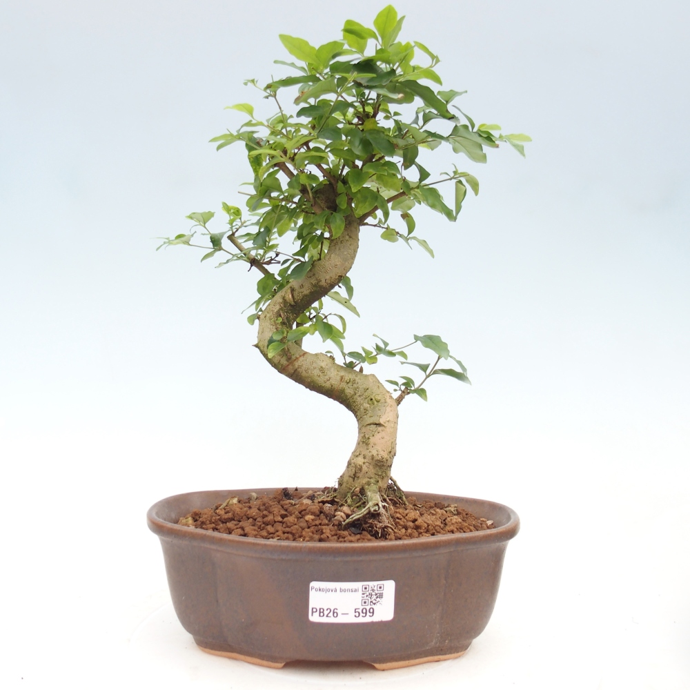 Zimmer Bonsai -Ligustrum chinensis - Vogelschnabel