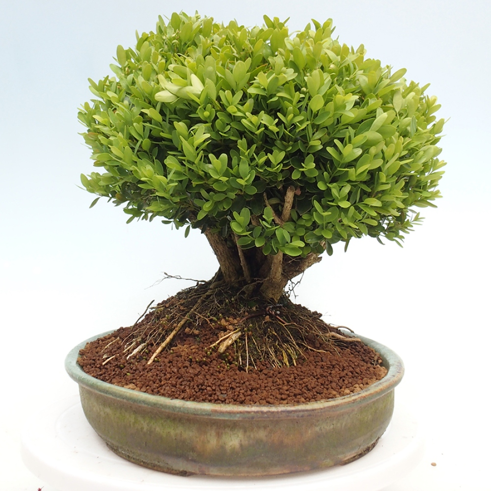 Outdoor-Bonsai - Buxus sempervirens - Buchsbaum