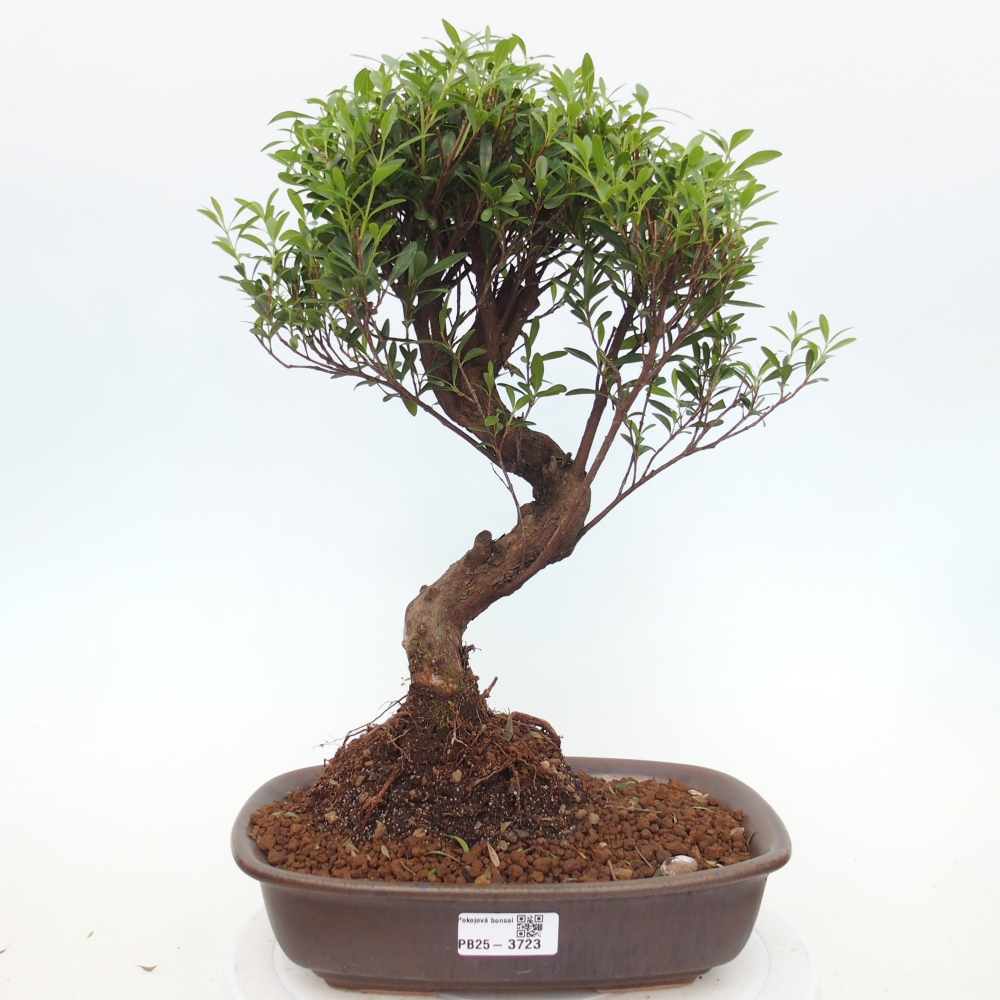 Zimmer Bonsai - Syzygium - Piment