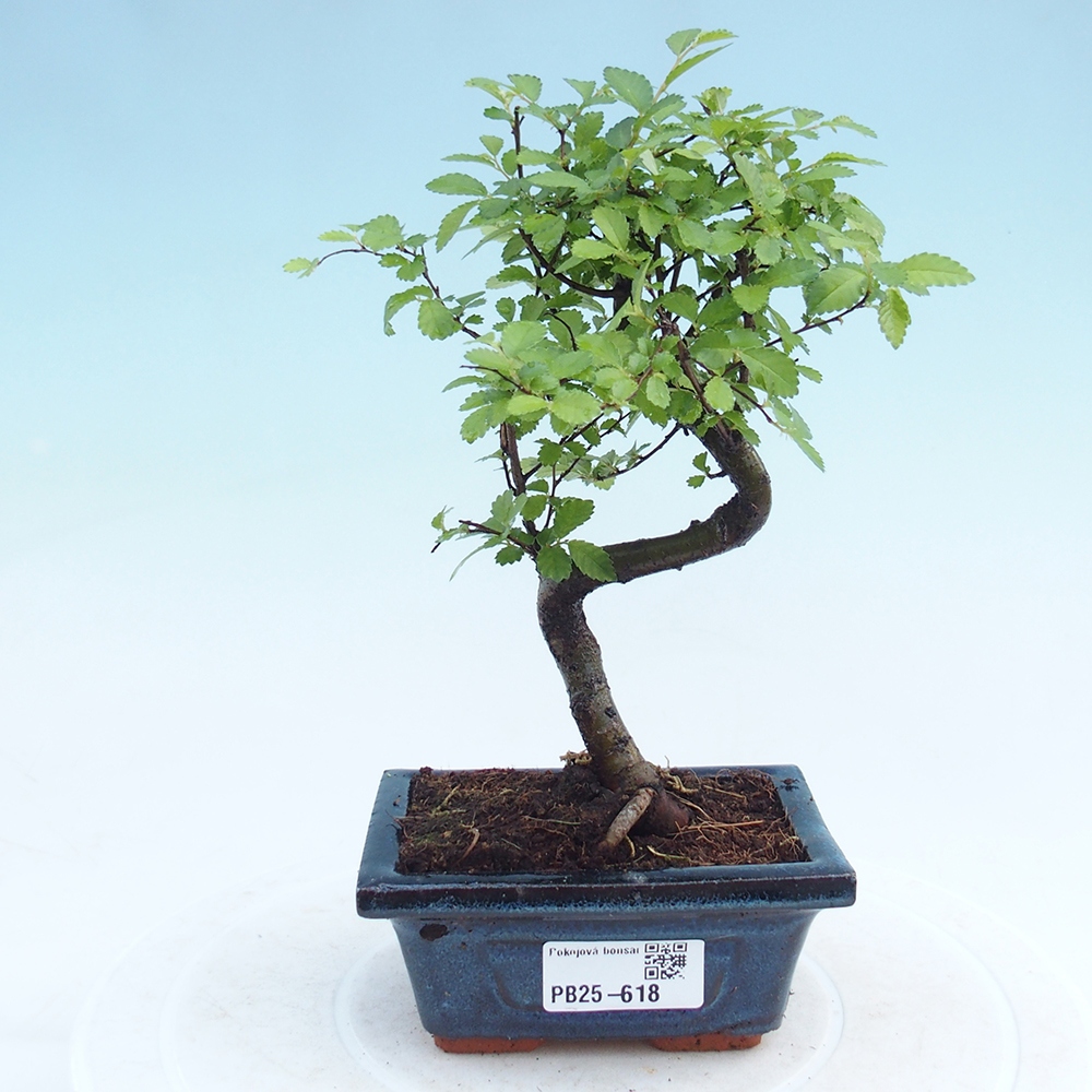 Zimmerbonsai - Ulmus parvifolia - Kleinblättrige Ulme