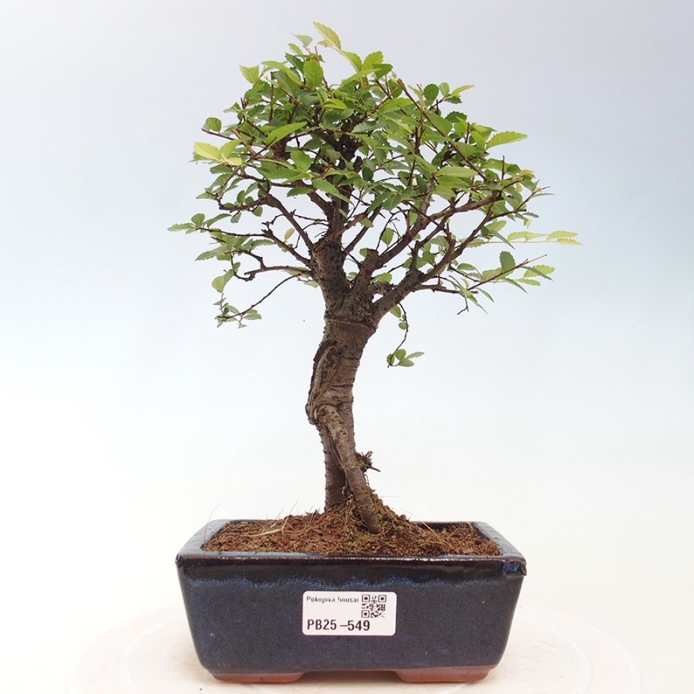 Zimmerbonsai - Ulmus parvifolia - Kleinblättrige Ulme