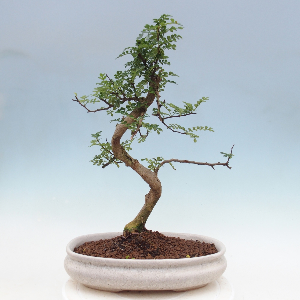 Zimmer Bonsai - Zantoxylum piperitum - Pfefferbaum