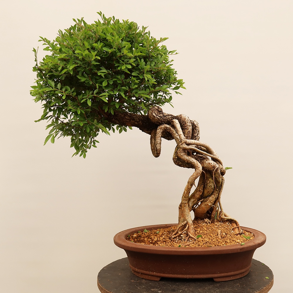 Bonsai im Freien - Zelkova - Zelkova NIRE