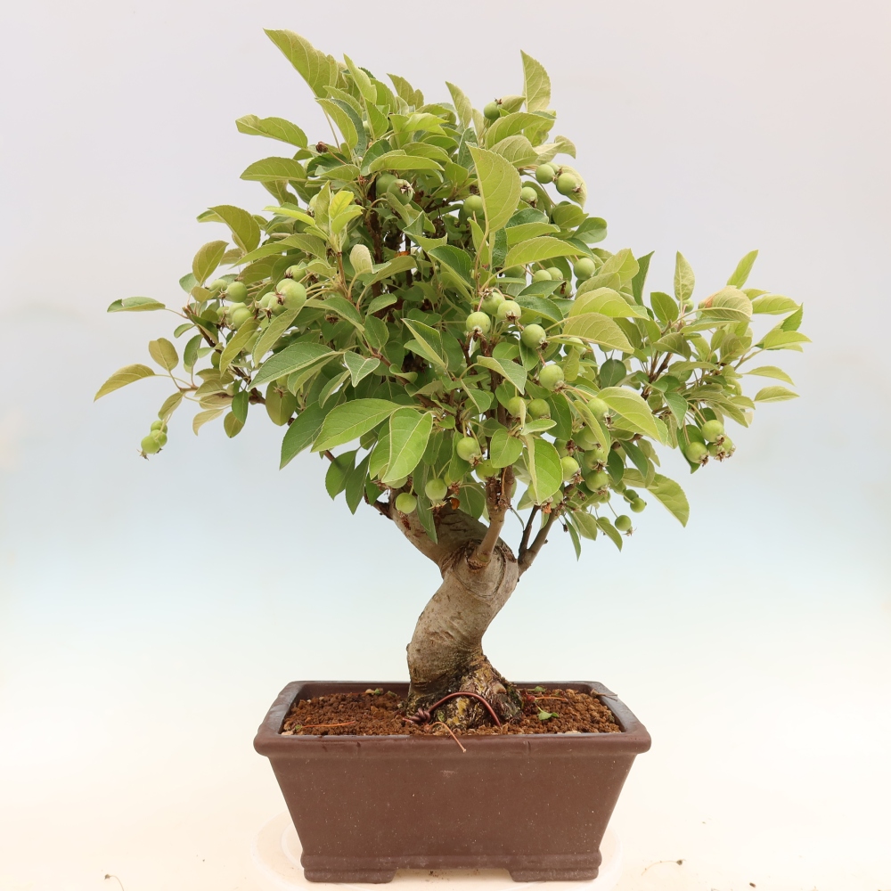 Outdoor-Bonsai -Malus halliana - Kleinfrüchtiger Apfelbaum