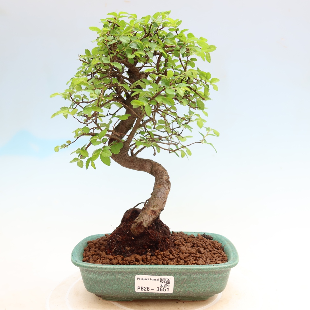 Zimmerbonsai - Ulmus parvifolia - Kleinblättrige Ulme