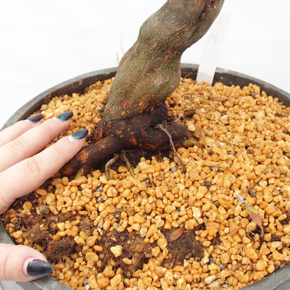 Bonsai für draußen - Japanische Azalee - Azalee CHIHIRO