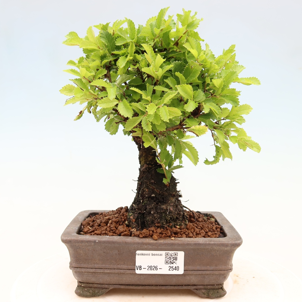 Bonsai für draußen - Zelkova - Zelkova NIRE