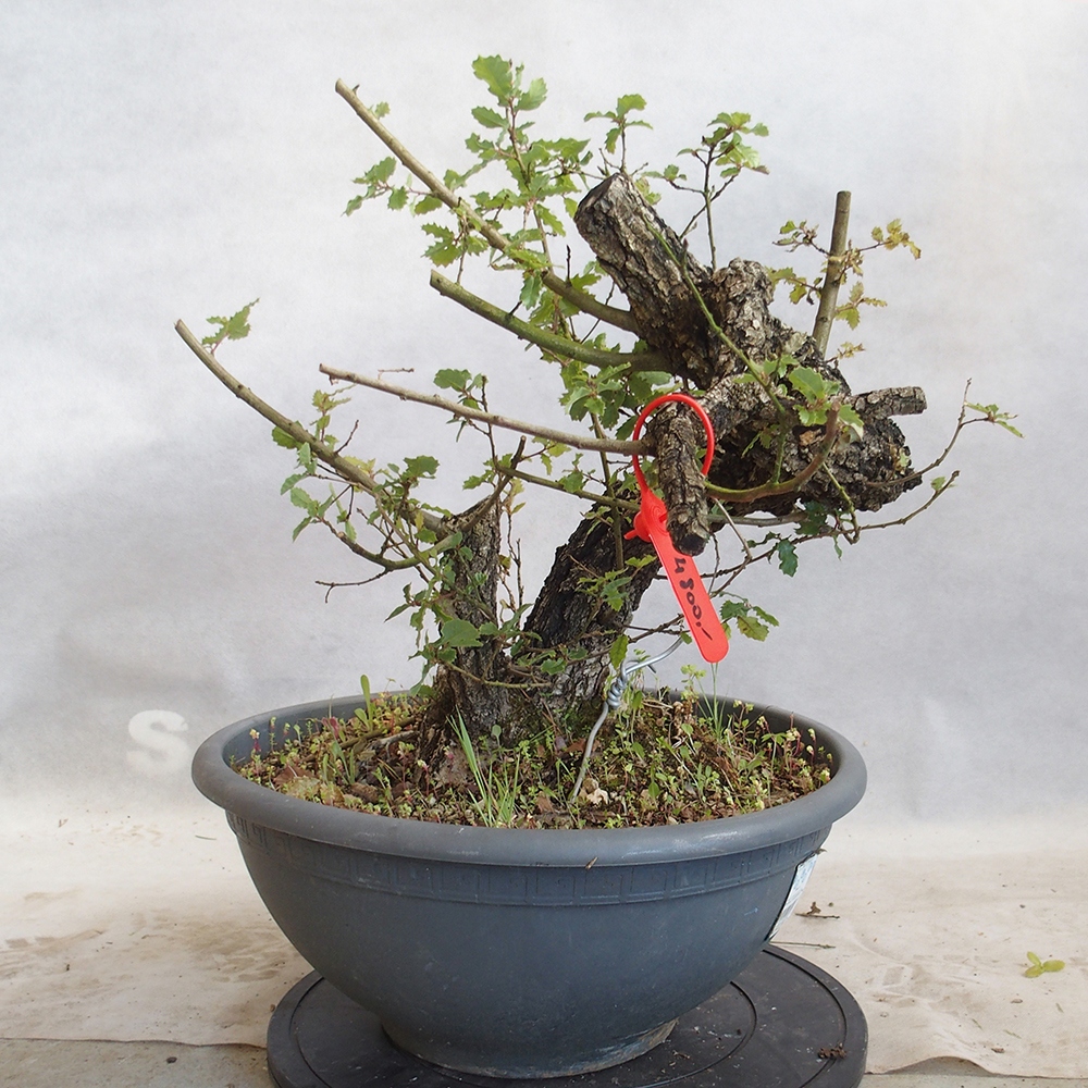 Freilandbonsai Quercus Cerris - Eiche Cer