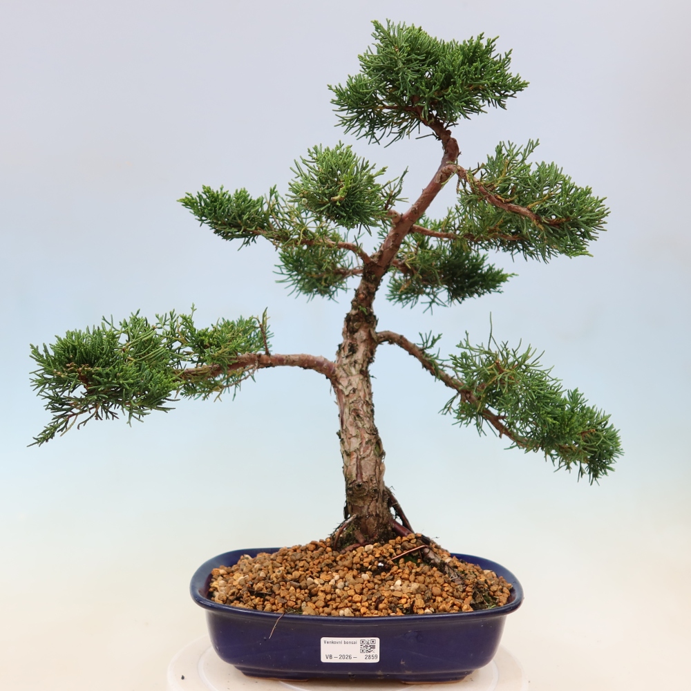Bonsai für draußen - Juniperus chinensis Kishu