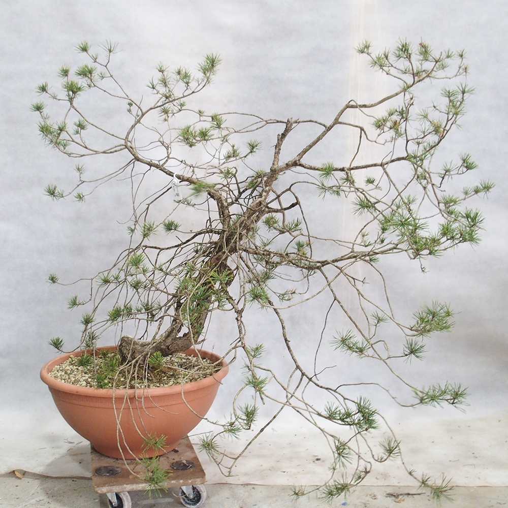 Yamadori - Pinus sylvestris 