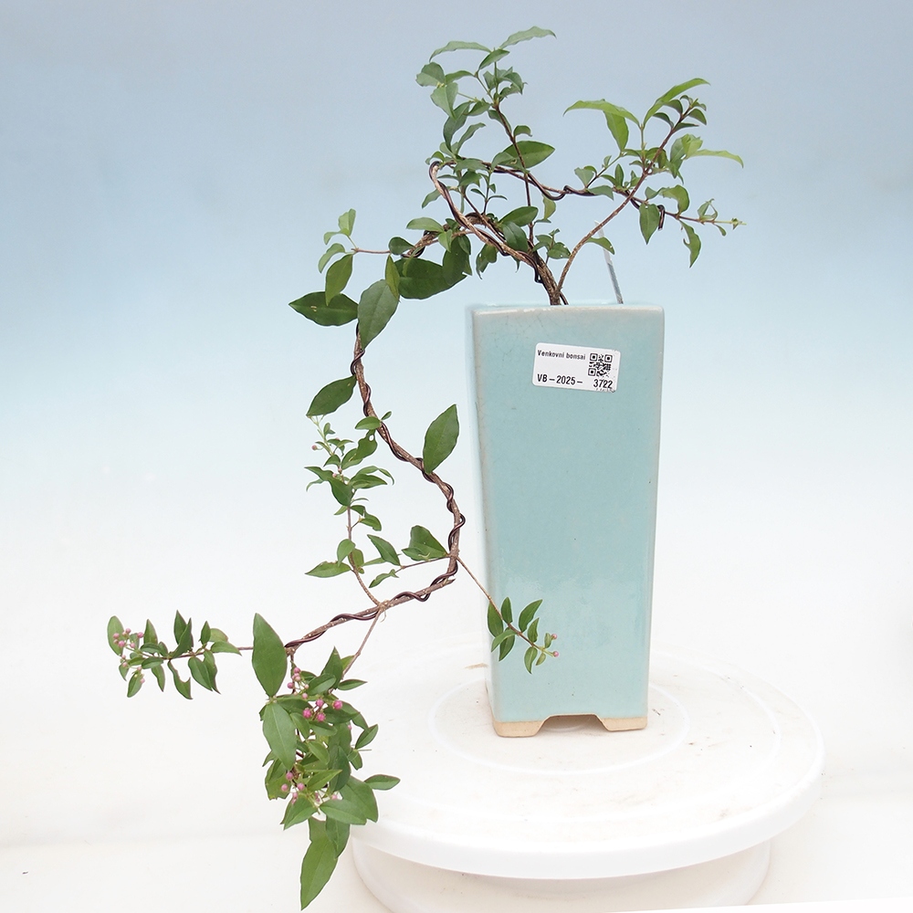 Zimmer Bonsai - Kirsche Malpighia coccigera- Barbdorská