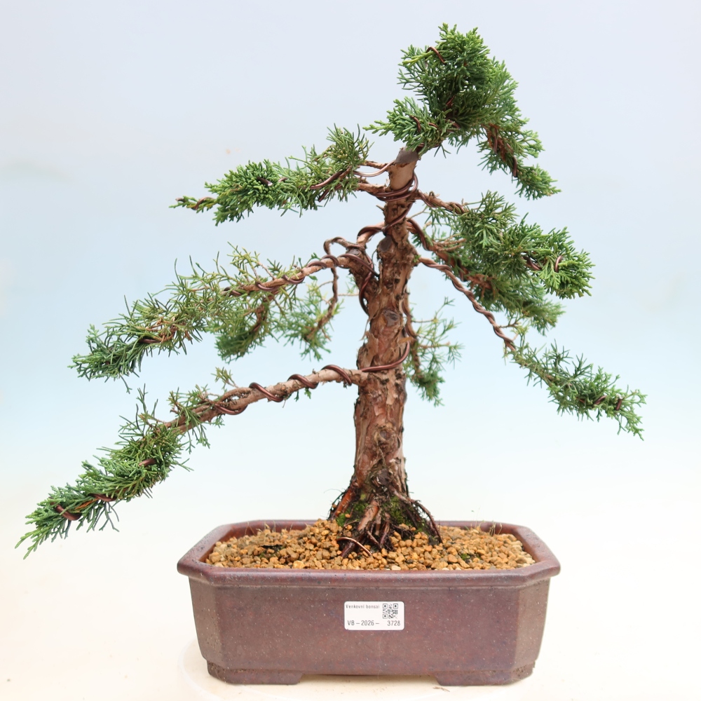 Bonsai für draußen - Juniperus chinensis Kishu