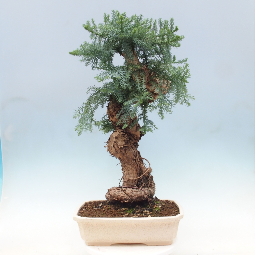 Zimmer Bonsai - Araukarie - Zimmer Fichte