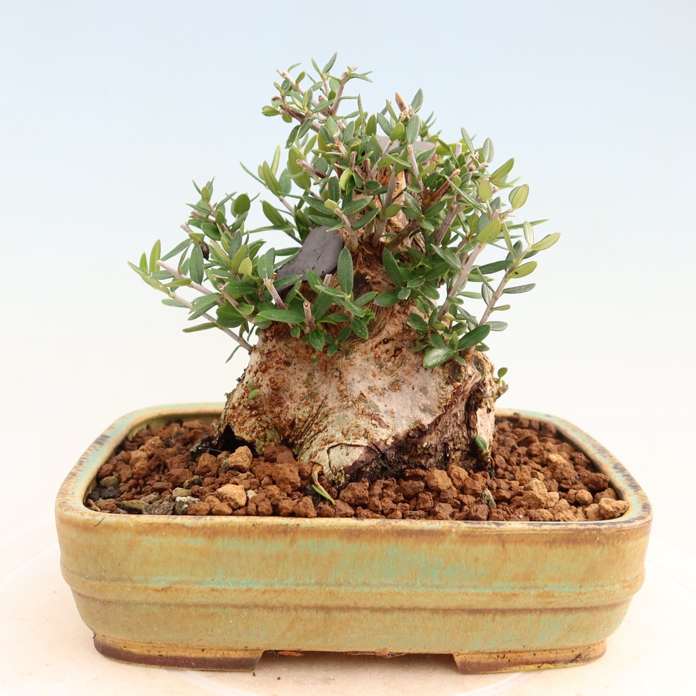 Zimmerbonsai - Olea europaea sylvestris