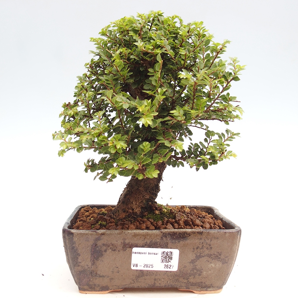 Bonsai im Freien - Ulmus parvifolia Hokkaido - Chinesische Ulme