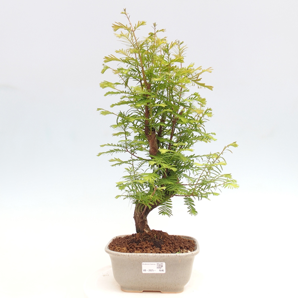 Bonsai im Freien - Metasequoia glyptostroboides - Chinesischer Metasequoia