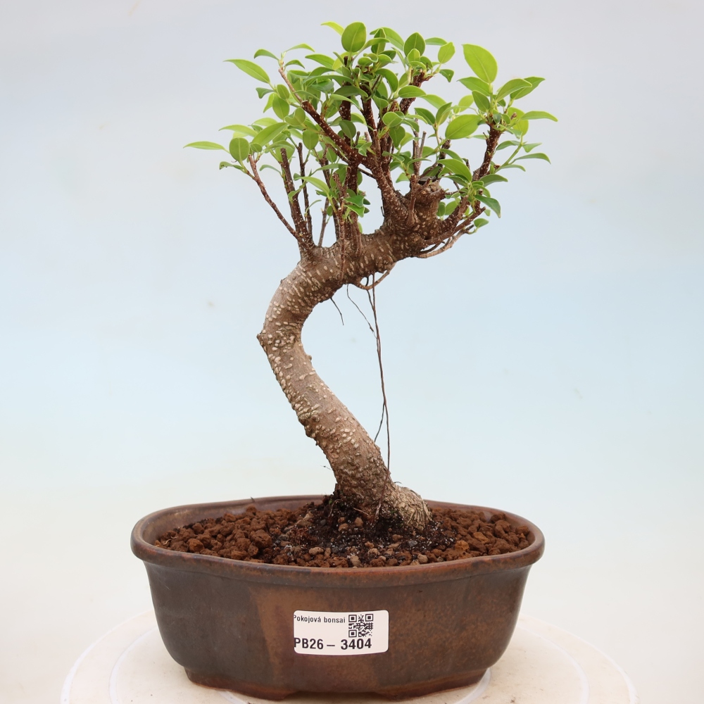 Zimmerbonsai - Ficus kimmen - Kleinblättriger Ficus