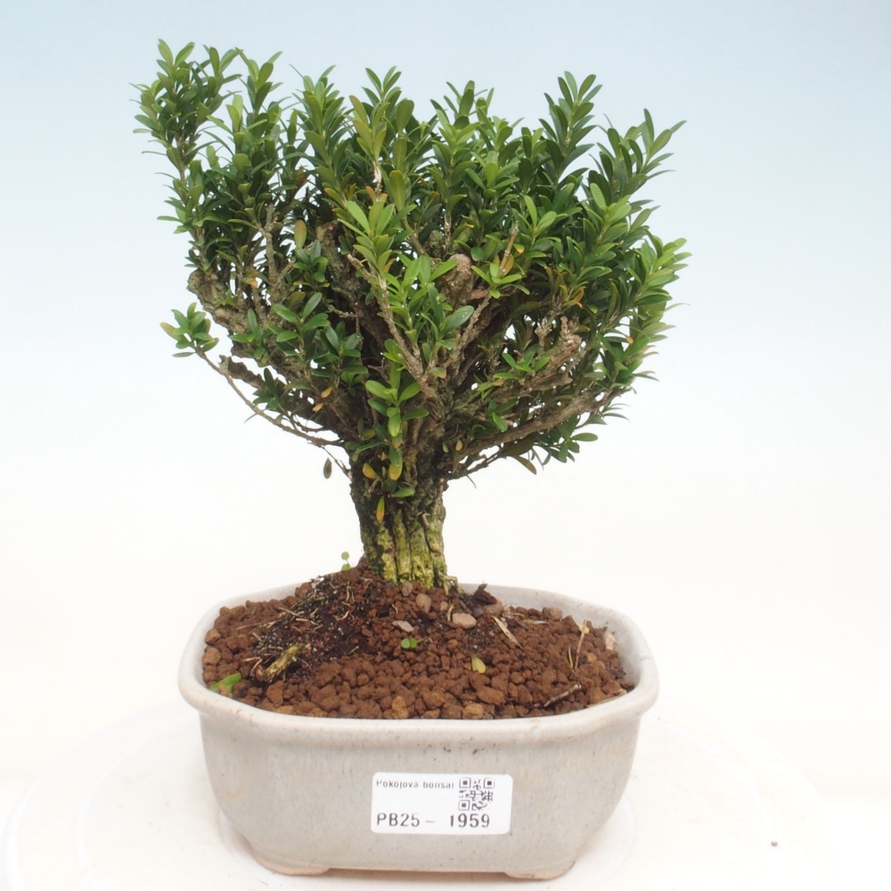 Zimmerbonsai - Buxus harlandii - Korkbuchsbaum
