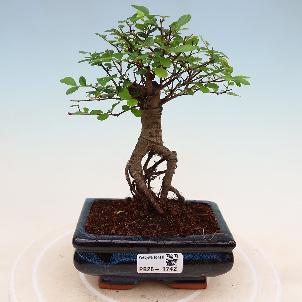 Zimmerbonsai - Ulmus parvifolia - Kleinblättrige Ulme