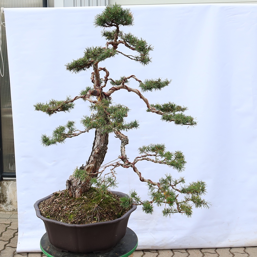 Pinus sylvestris Spanien – Waldkiefer