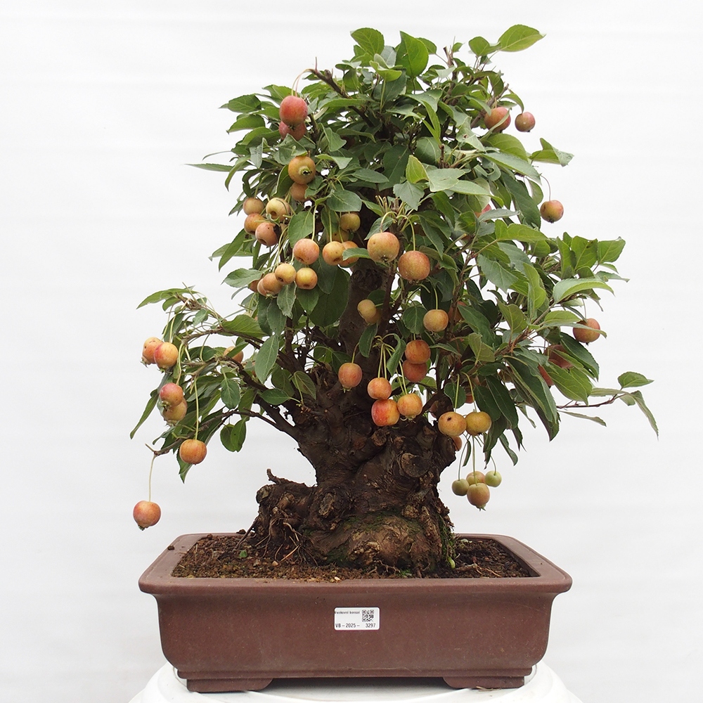 Bonsai im Freien - Malus halliana - Kleinfruchtiger Apfelbaum