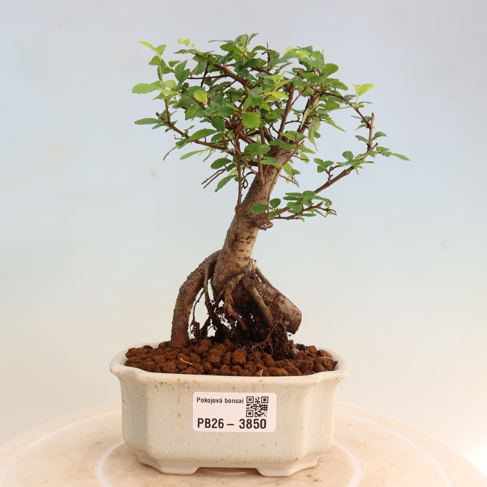 Zimmerbonsai - Ulmus parvifolia - Kleinblättrige Ulme