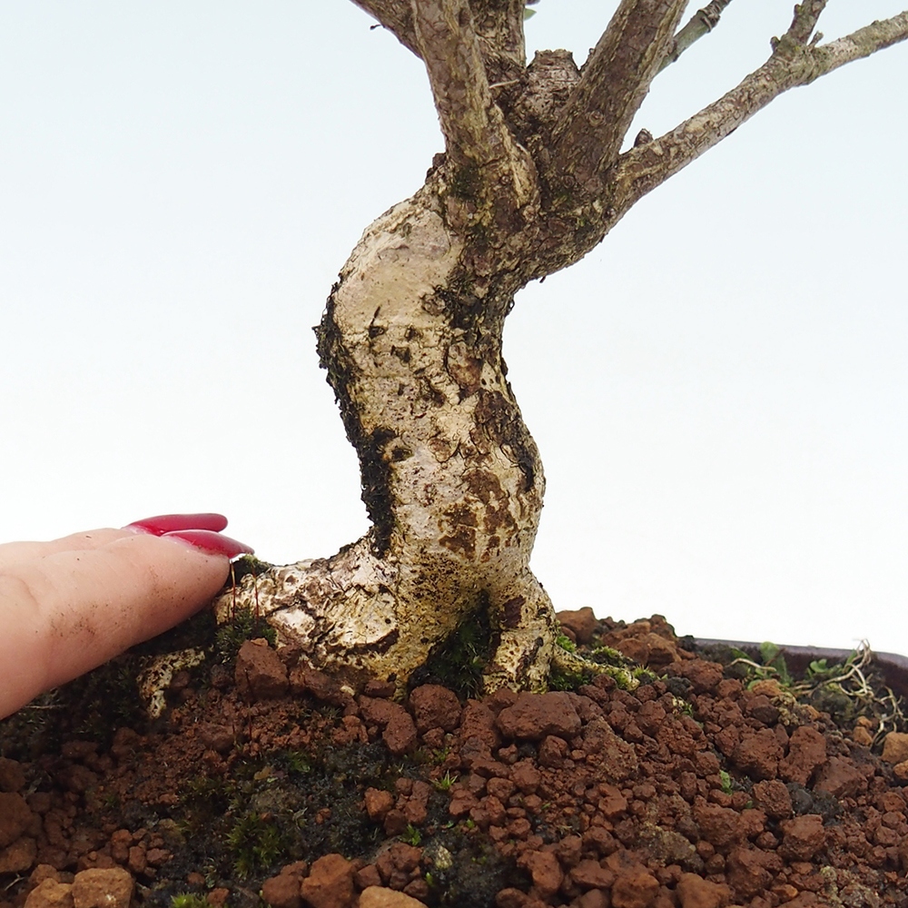 Bonsai für draußen - Europäische Ulme - euonimus