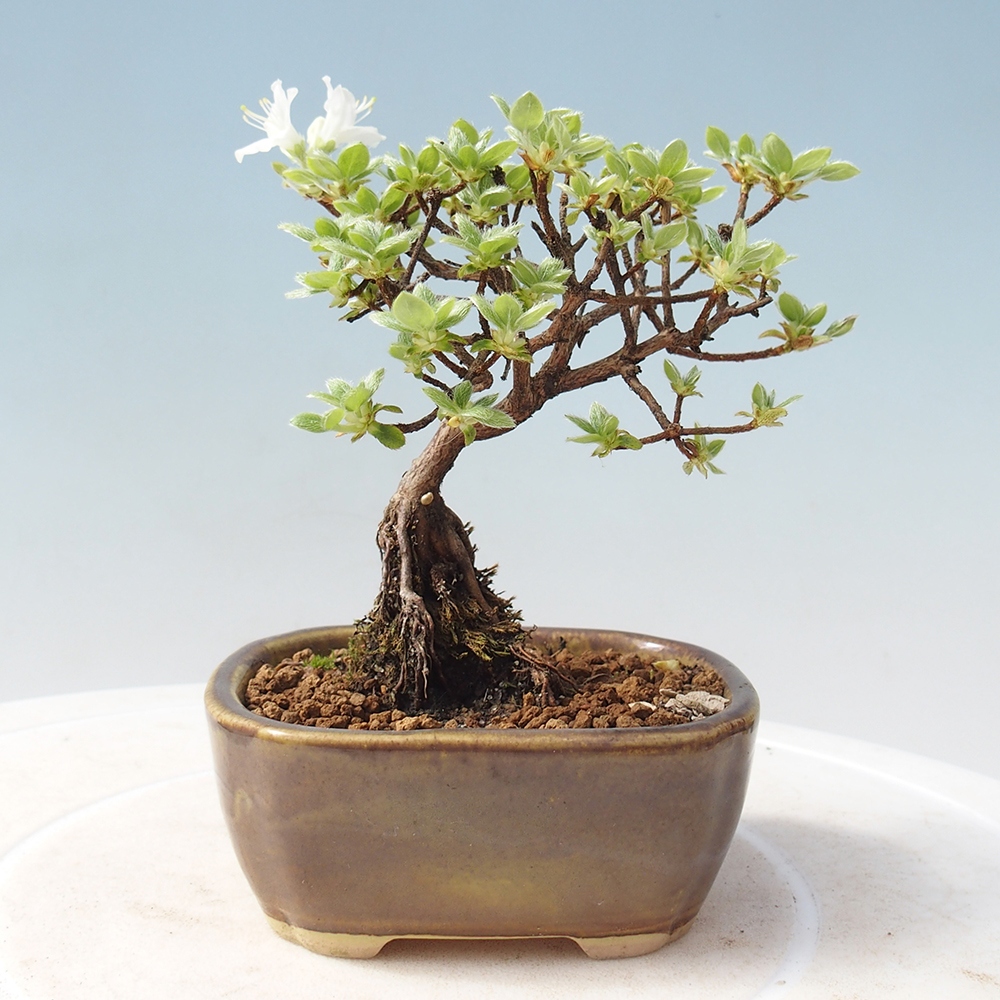Outdoor-Bonsai - Rododendron indicum - Japanische Azalee