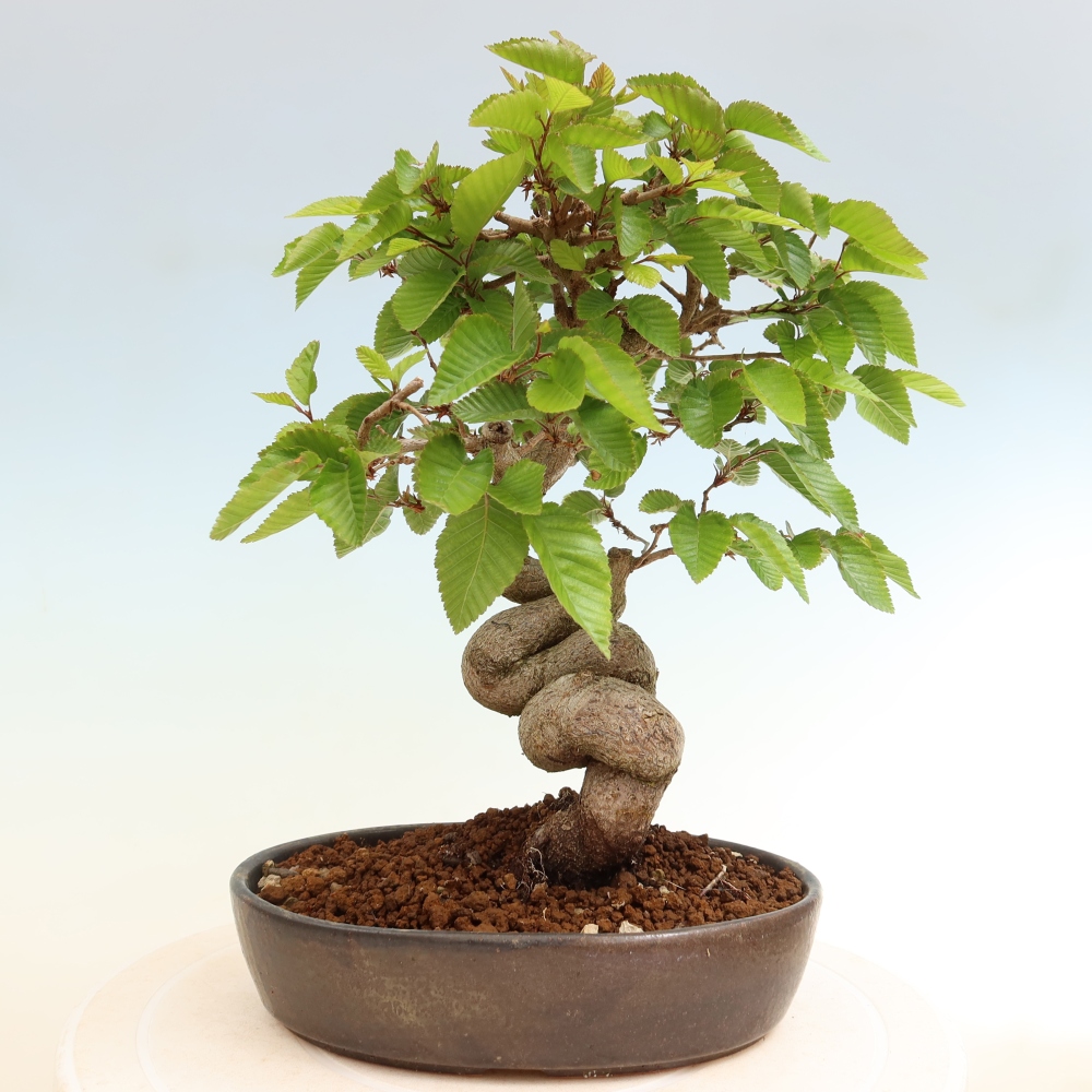 Bonsai für draußen - Karpinus Coreana - Koreanische Hainbuche