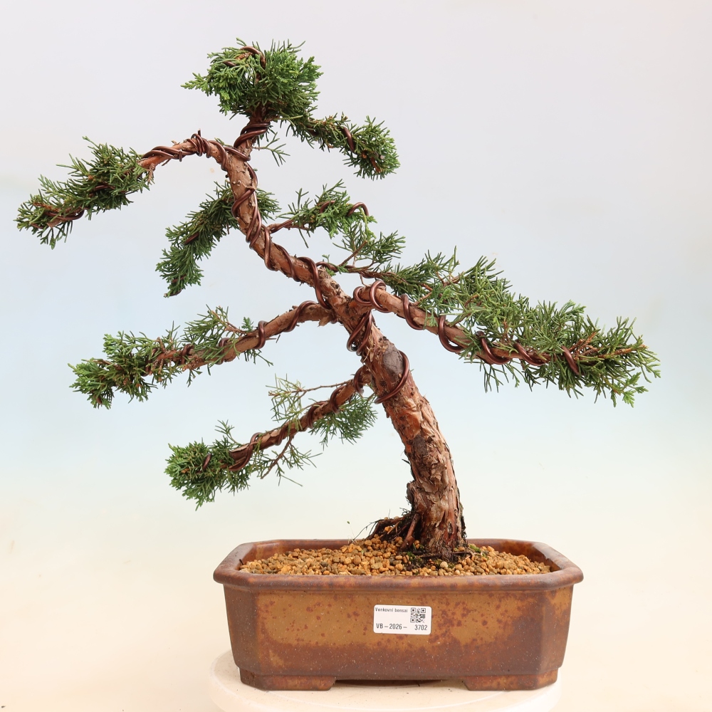 Bonsai für draußen - Juniperus chinensis Kishu