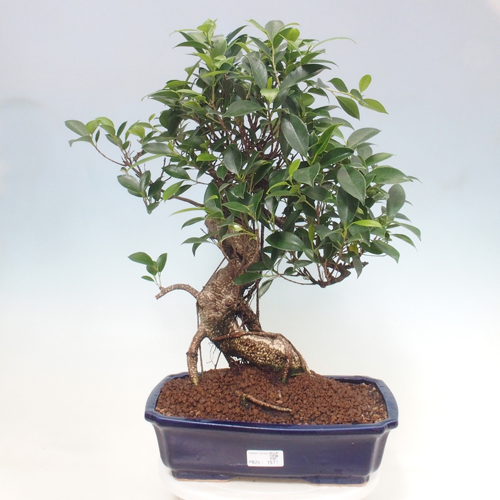 Zimmerbonsai - Ficus kimmen - kleinblättriger Ficus