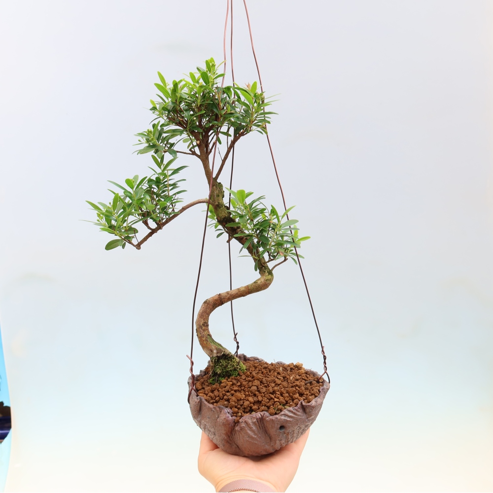 Kokedama in Keramik -Syzygium - Pimentbaum
