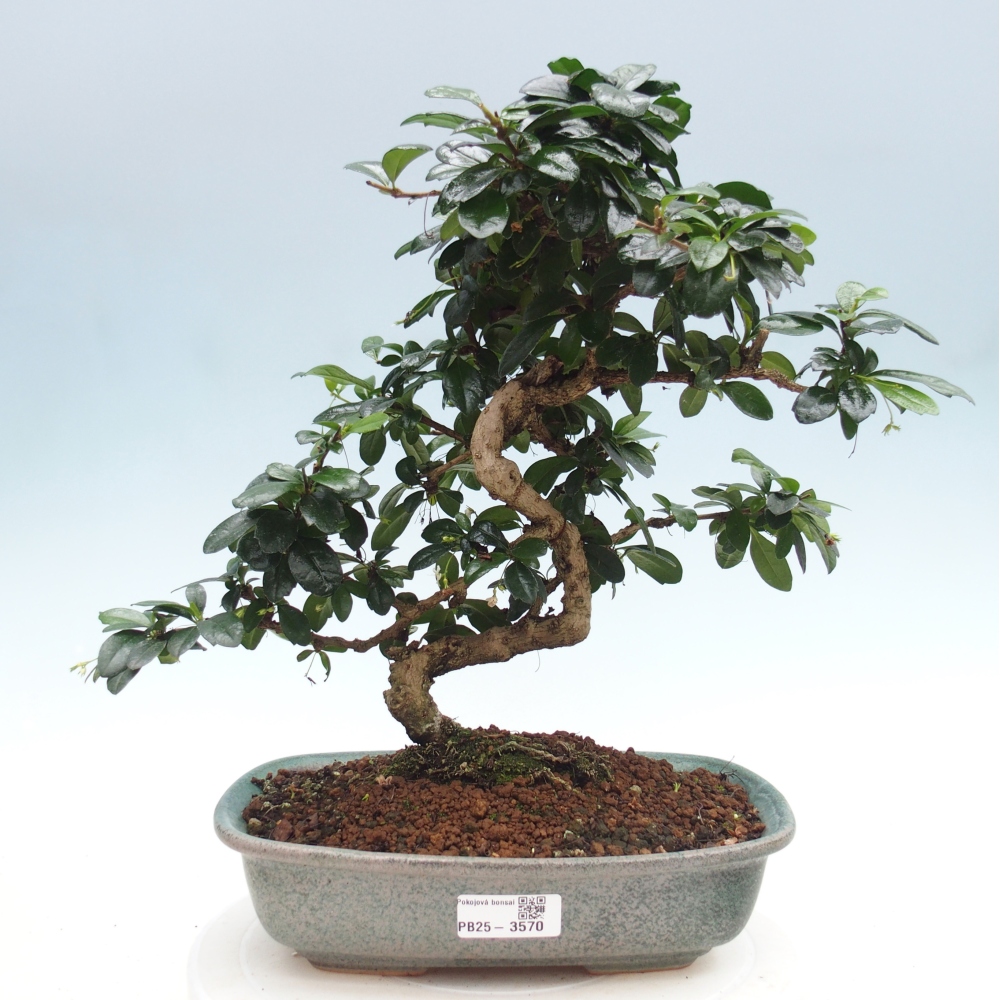 Zimmer-Bonsai - Carmona macrophylla - Tee-Fuki