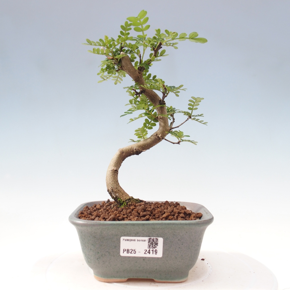Zimmerbonsai - Zantoxylum piperitum - Pfefferminze