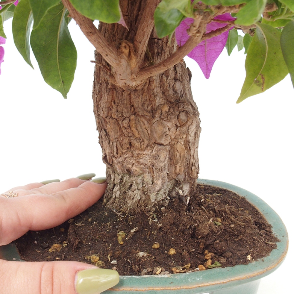 Indoor Bonsai - Bouganwilea