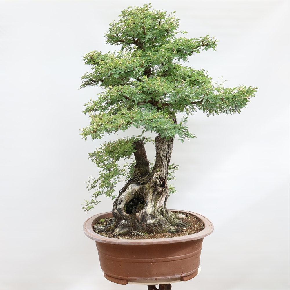 Zimmer Bonsai - Akazien Arabica