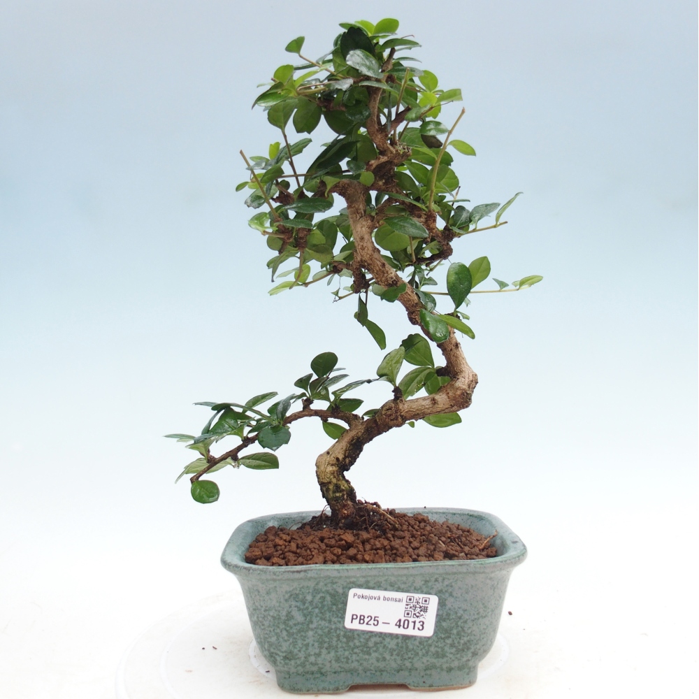 Zimmerbonsai - Carmona Macrophylla - Fuki-Tee