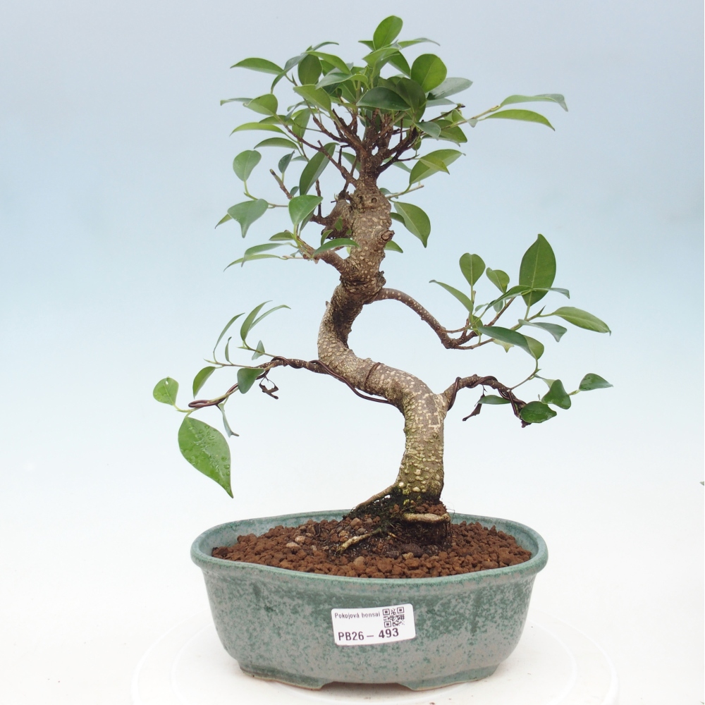 Zimmerbonsai - Ficus retusa - Kleinblättriger Ficus