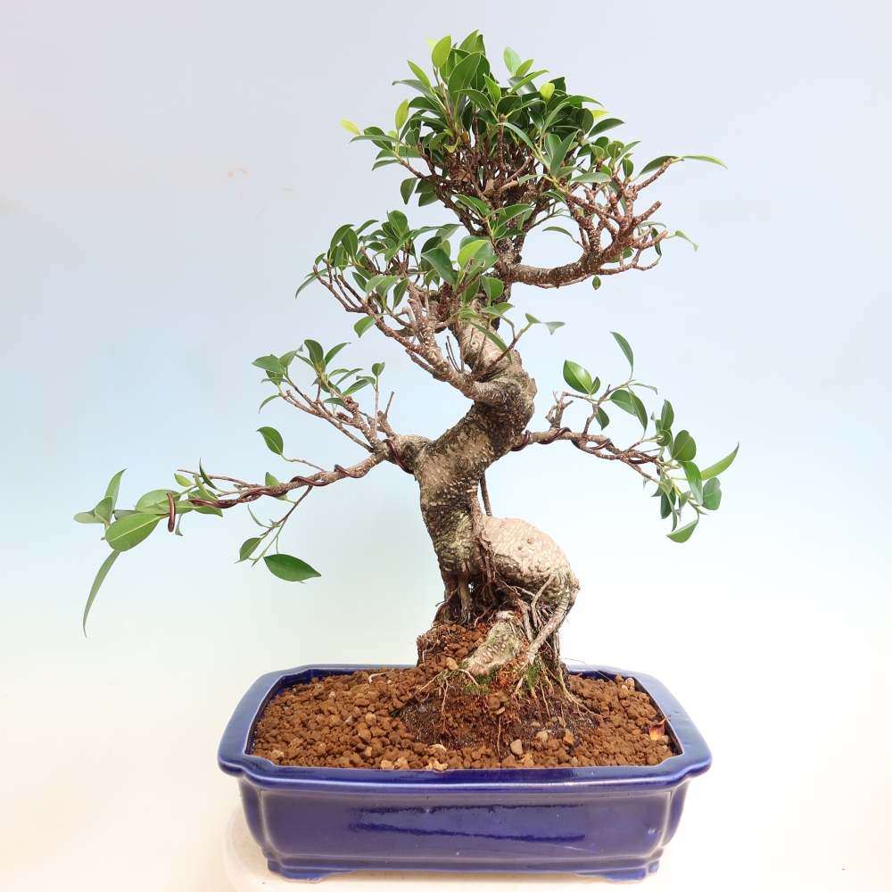 Zimmerbonsai - Ficus kimmen - Kleinblättriger Ficus
