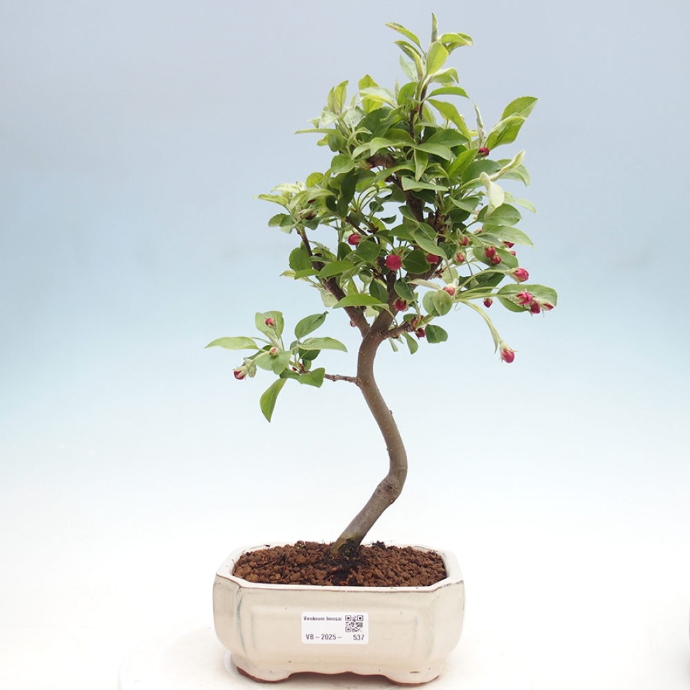 Bonsai im Freien - Malus halliana - Kleinfruchtiger Apfelbaum