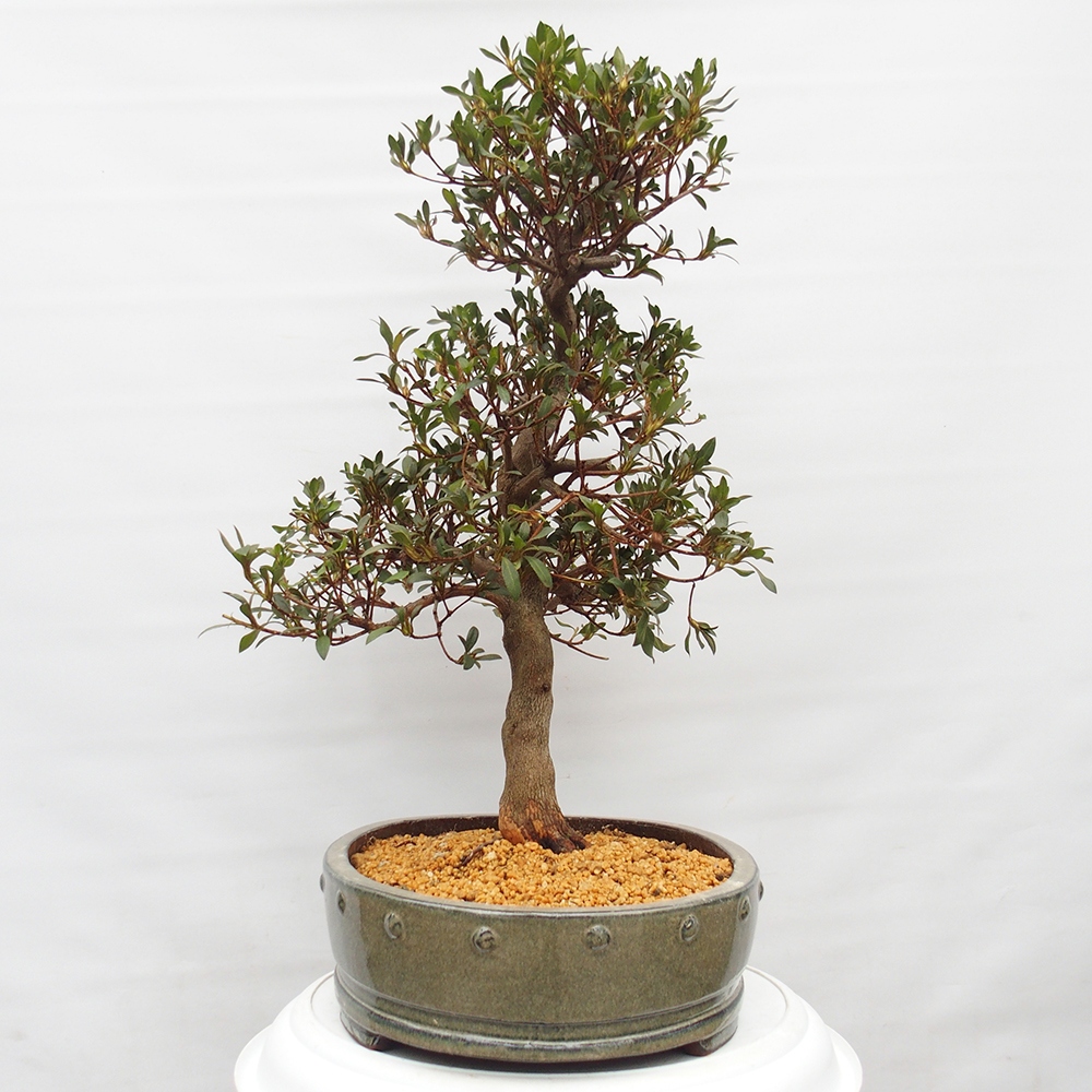 Bonsai für draußen - Japanische Azalee - Azalee CHIHIRO