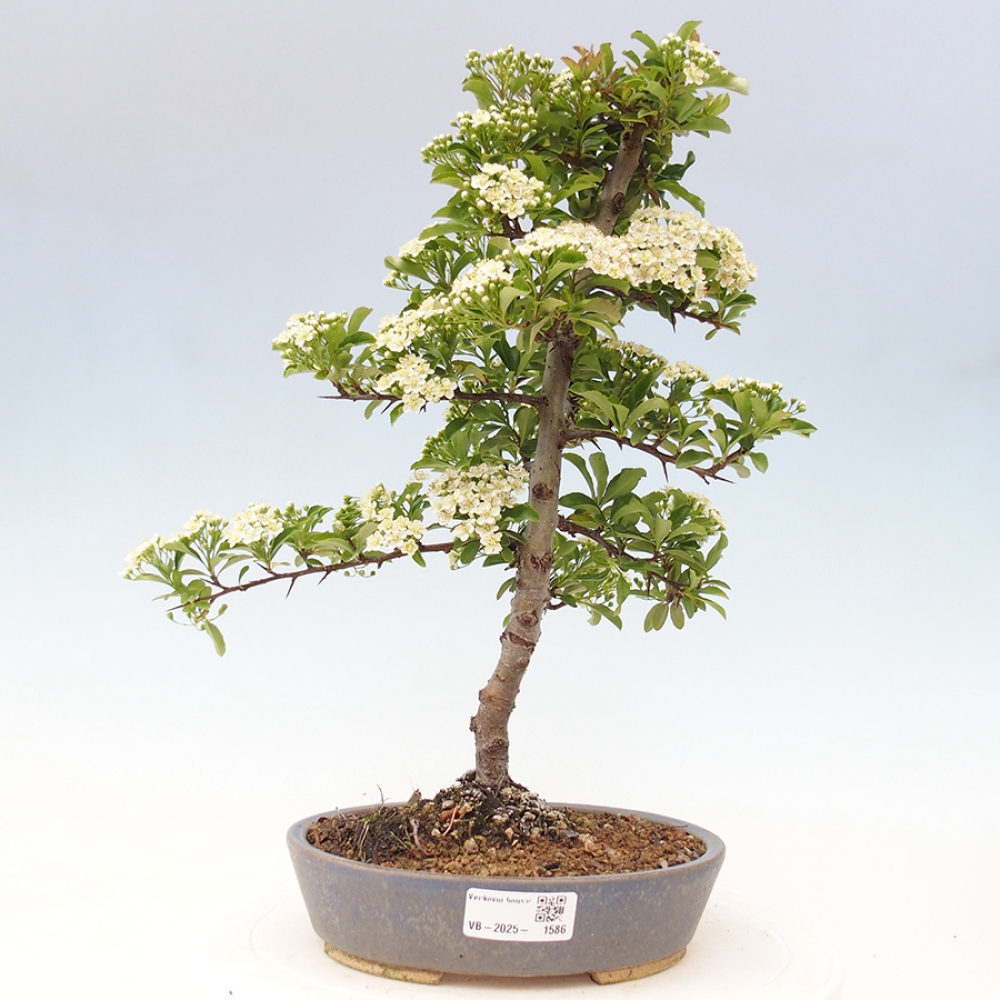 Outdoor Bonsai-Pyracanta Teton -Bäckerei
