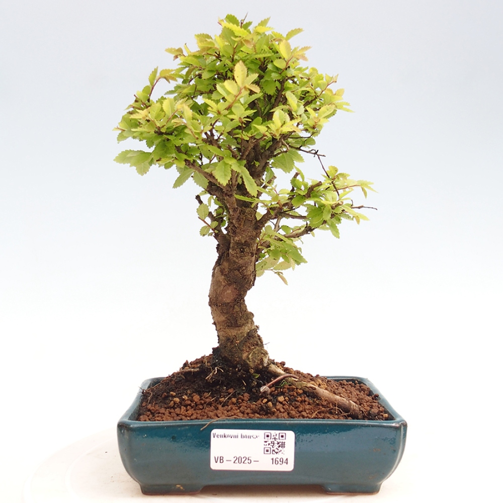 Bonsai im Freien - Zelkova - Zelkova NIRE