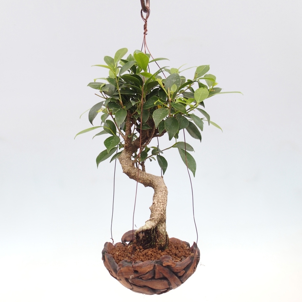 Kokedama in Keramik - kleinblättriger Ficus - Ficus kimmen
