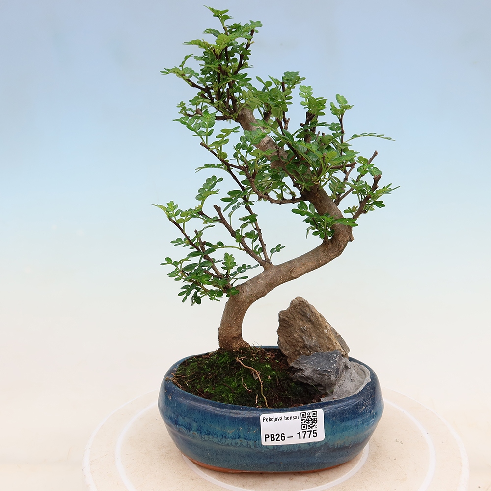 Zimmer Bonsai - Zantoxylum piperitum - Pfefferbaum