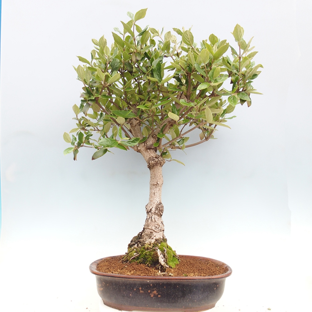 Outdoor-Bonsai-Kalina Bodnanská - Viburum carlesii