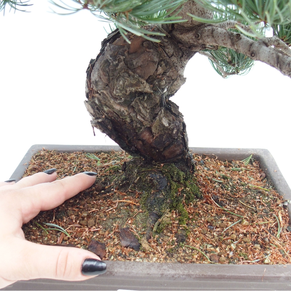 Bonsai im Freien - Pinus parviflora - kleine Kiefer